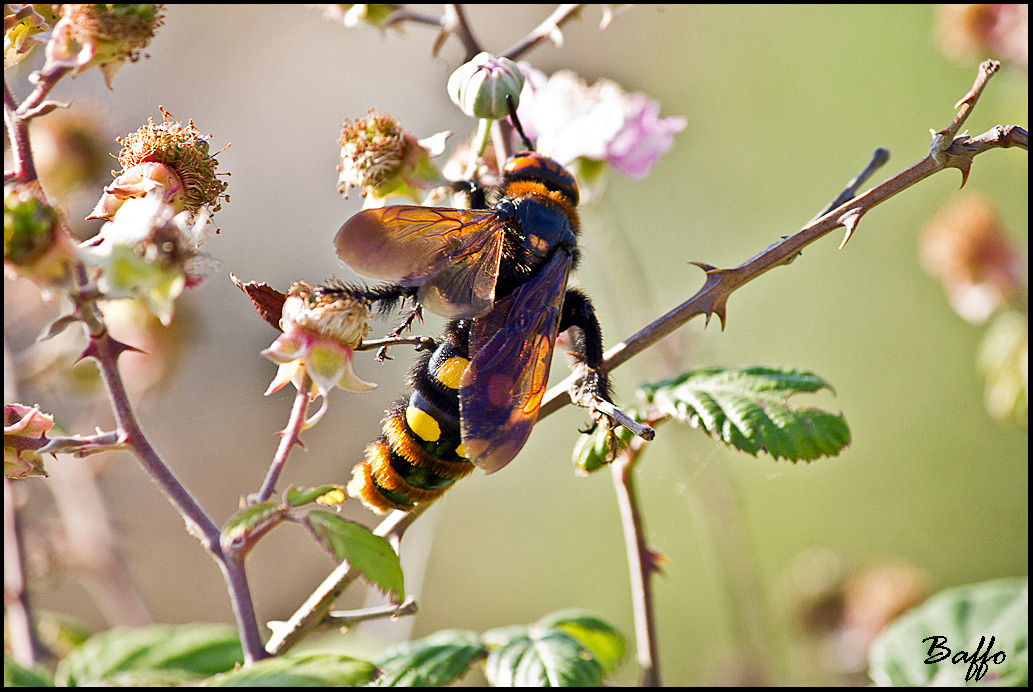 Megascolia maculata maculata - Lussino (Croazia)